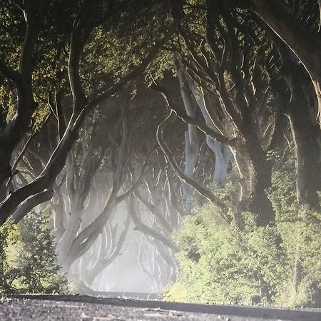 Dark Hedges Cottage باليكاسل المظهر الخارجي الصورة