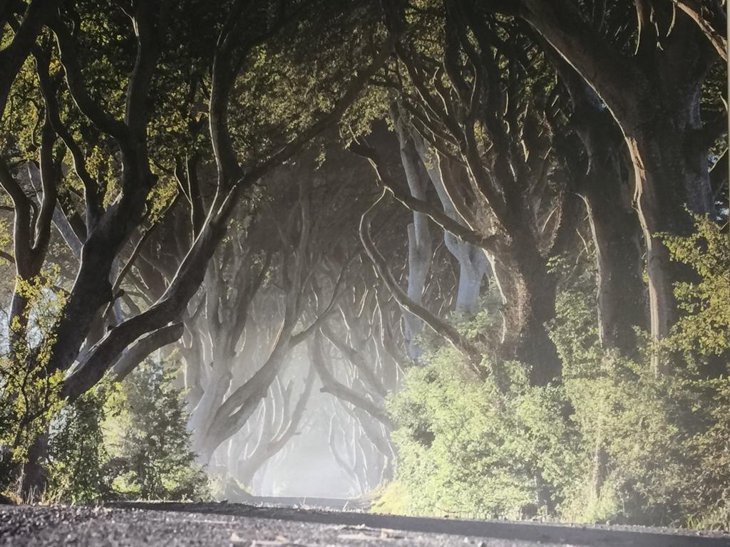 Dark Hedges Cottage باليكاسل المظهر الخارجي الصورة